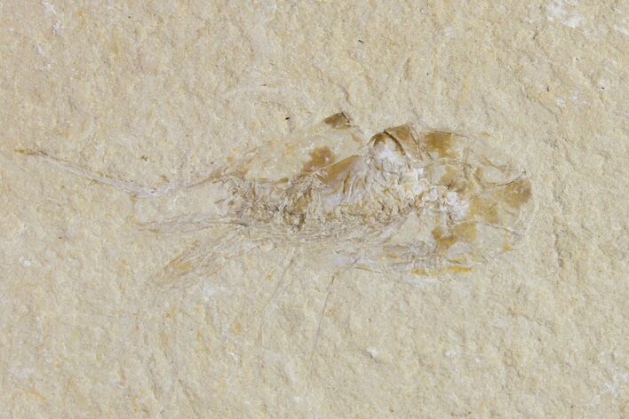 Cretaceous Fossil Shrimp - Lebanon #154556